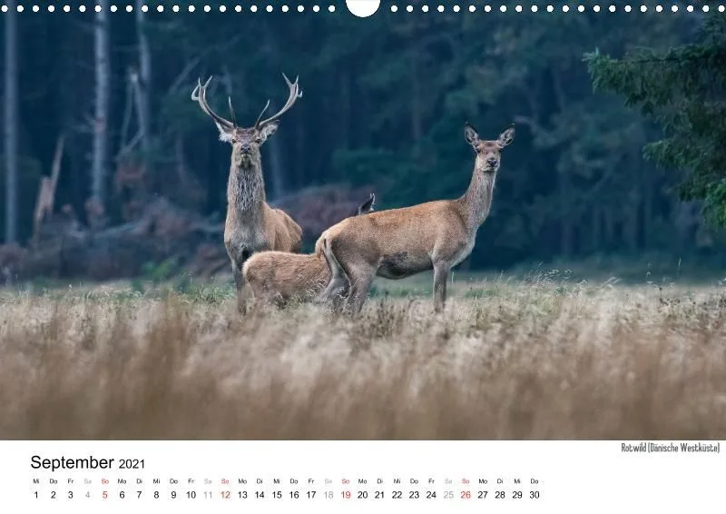 Wildlife 2021 De