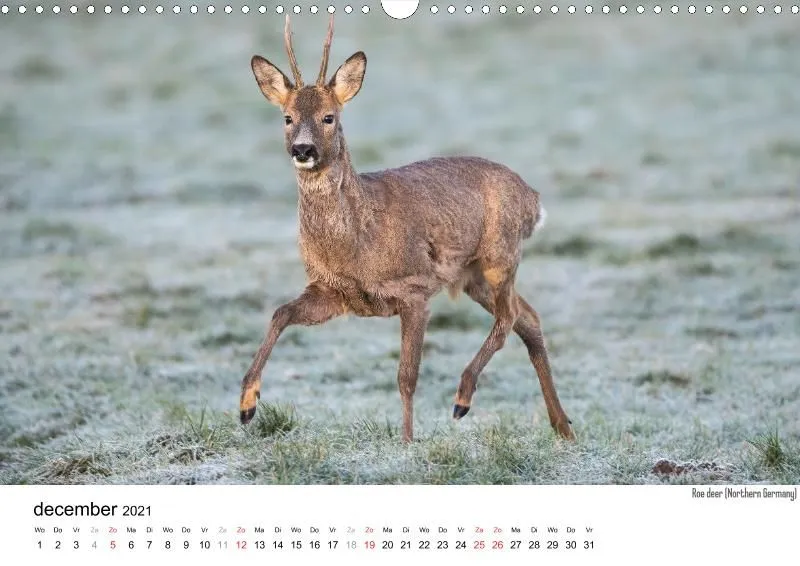 Wildlife 2021 NL