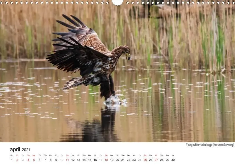 Wildlife 2021 NL
