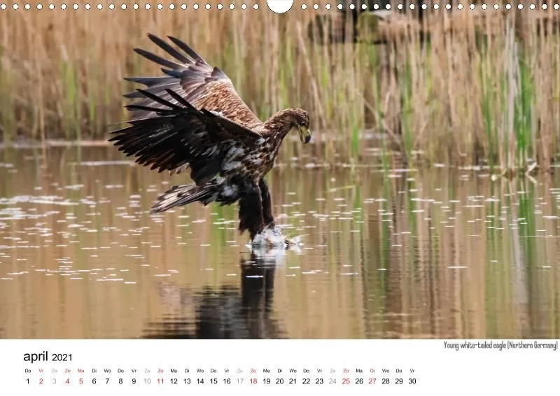 Wildlife 2021 NL