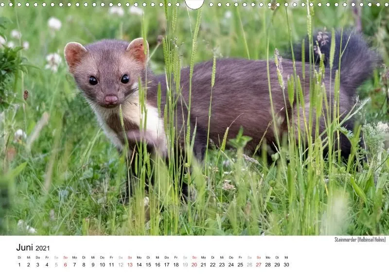Wildlife 2021 De