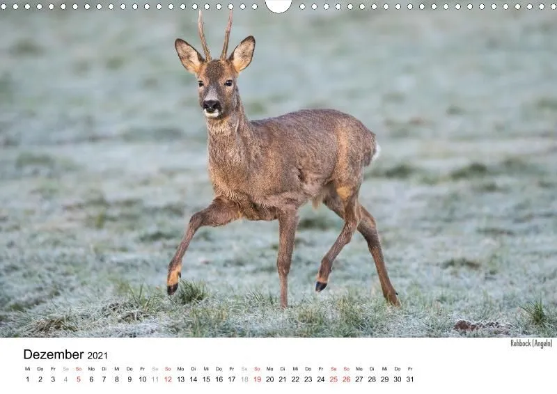 Wildlife 2021 De