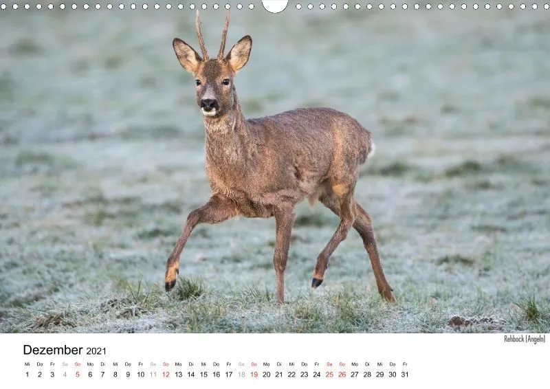 Wildlife 2021 De