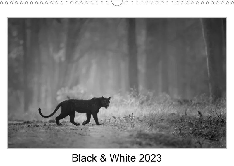 2023 Black & White A3
