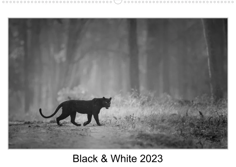 2023 Black & White A2