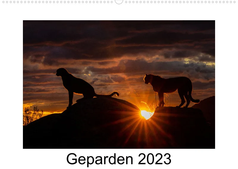 Geparden 2023 A2