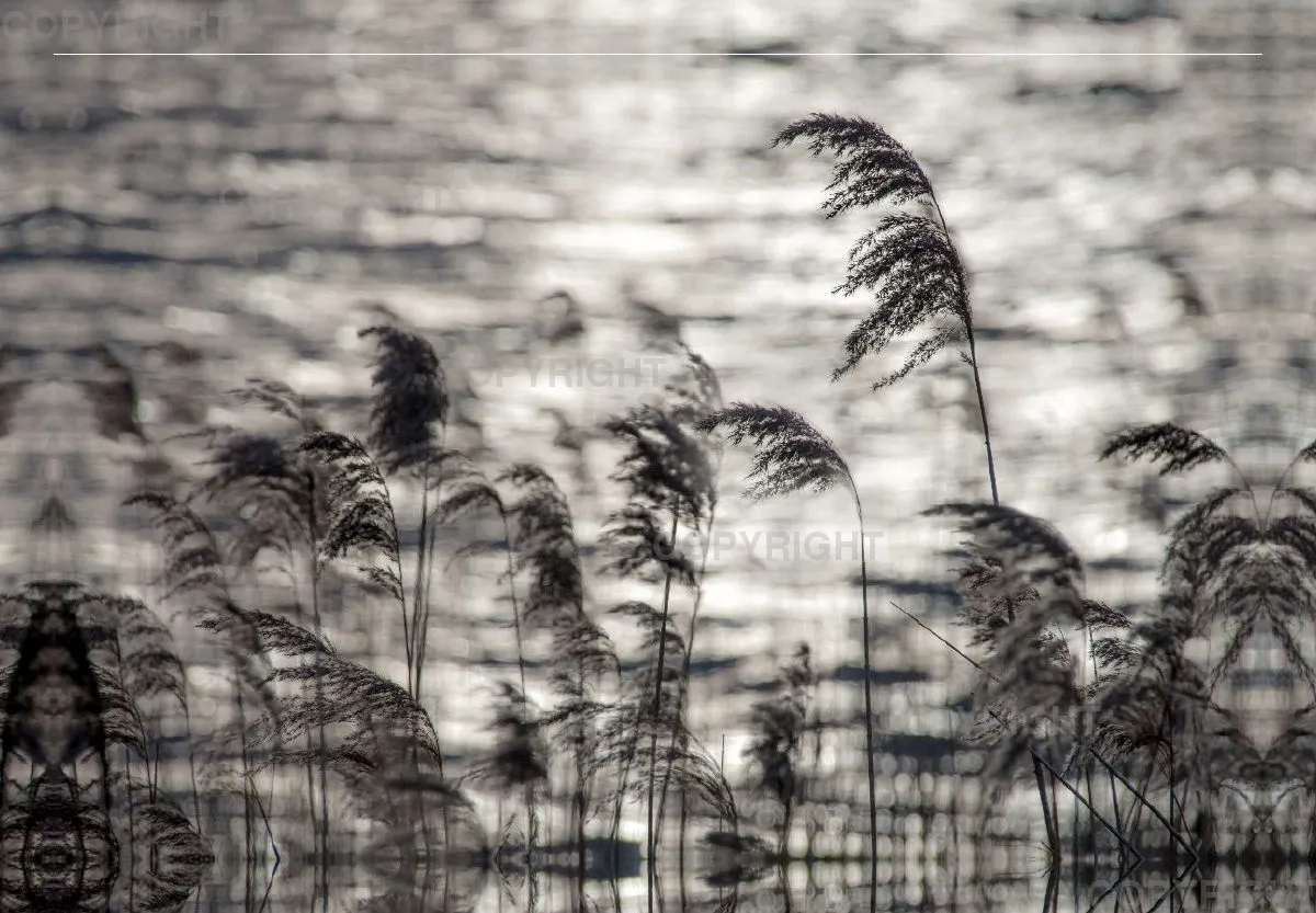 Foto-Leinwand (45x30cm) / Windswept