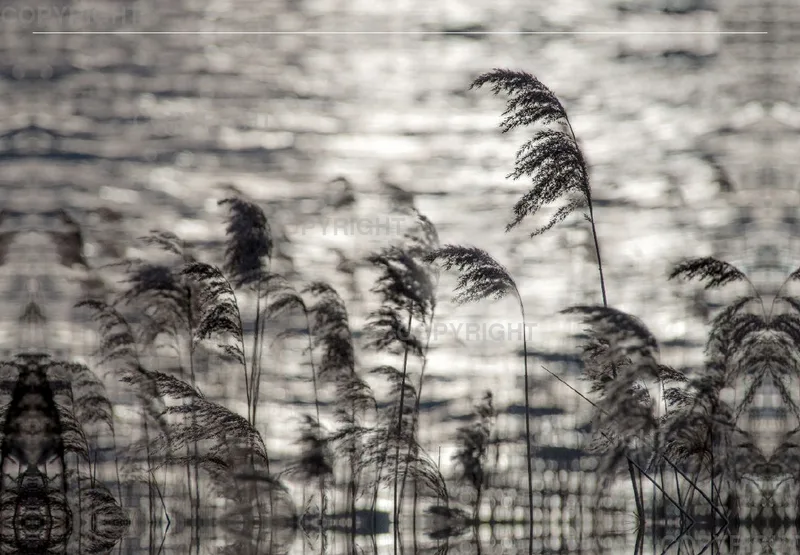 Foto-Leinwand (45x30cm) / Windswept