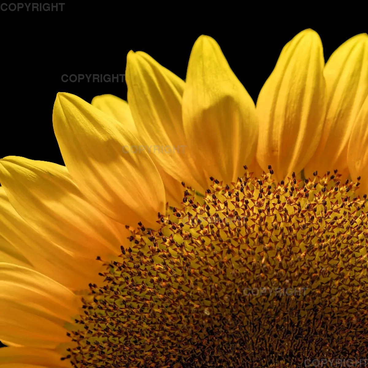 Kissen (40x40cm) / Sonnenblume Motiv 1