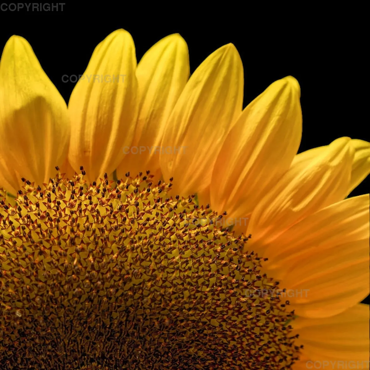 Kissen (40x40cm) / Sonnenblume Motiv 1