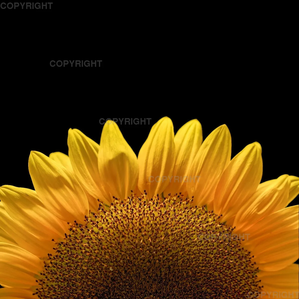 Kissen (40x40cm) / Sonnenblume Motiv 2