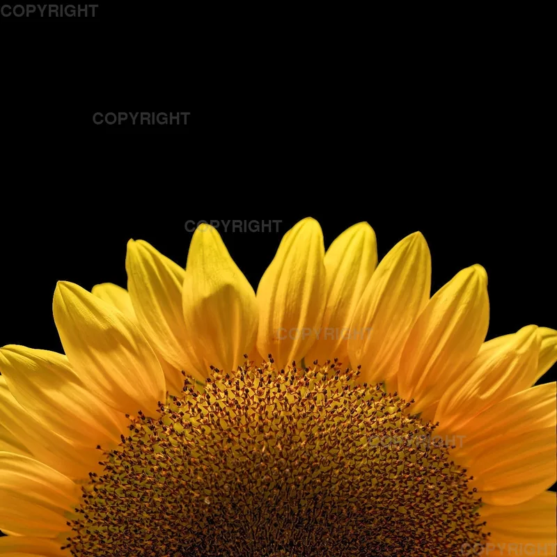 Kissen (40x40cm) / Sonnenblume Motiv 2