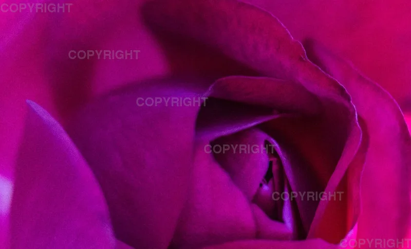 The Rose
