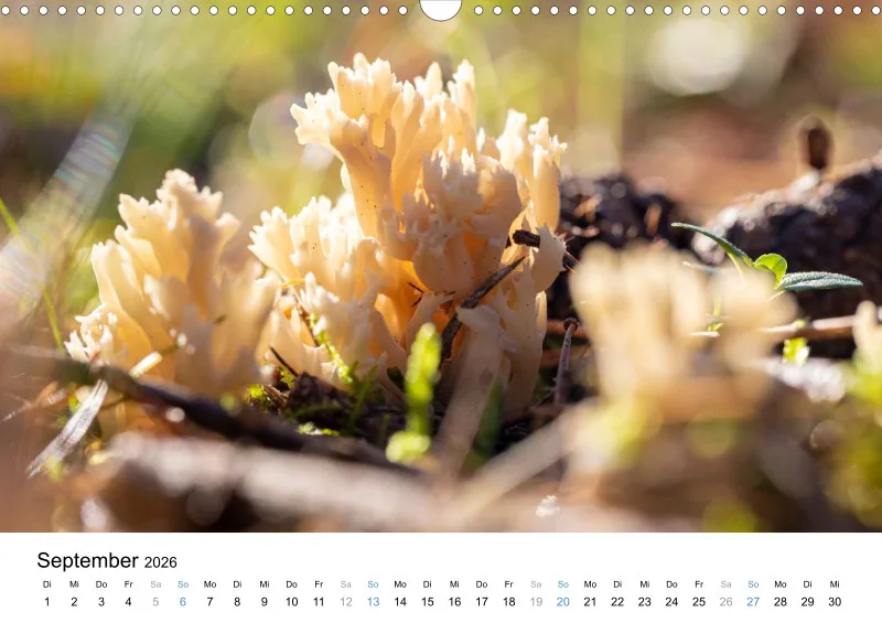 Kalender Kollektion '25