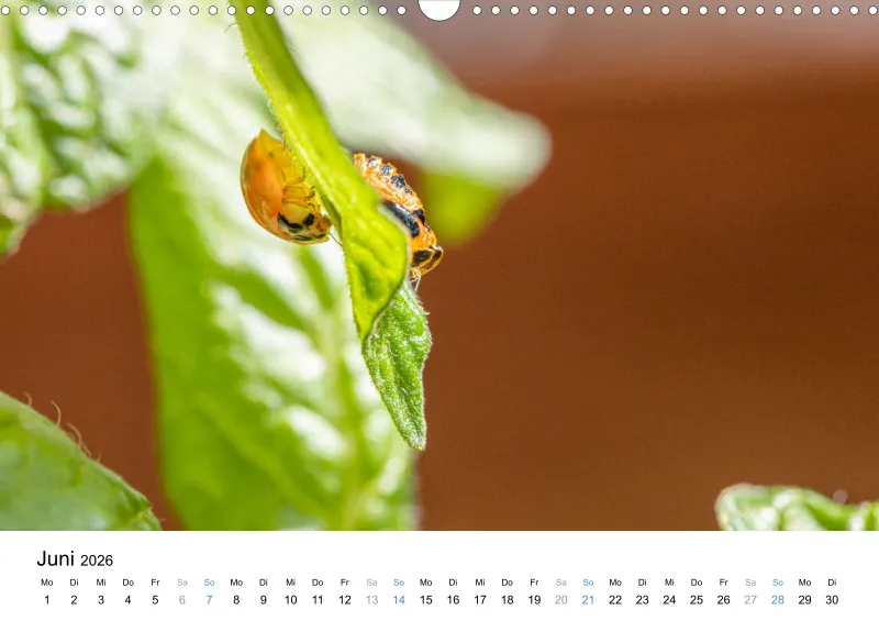 Kalender Kollektion '23