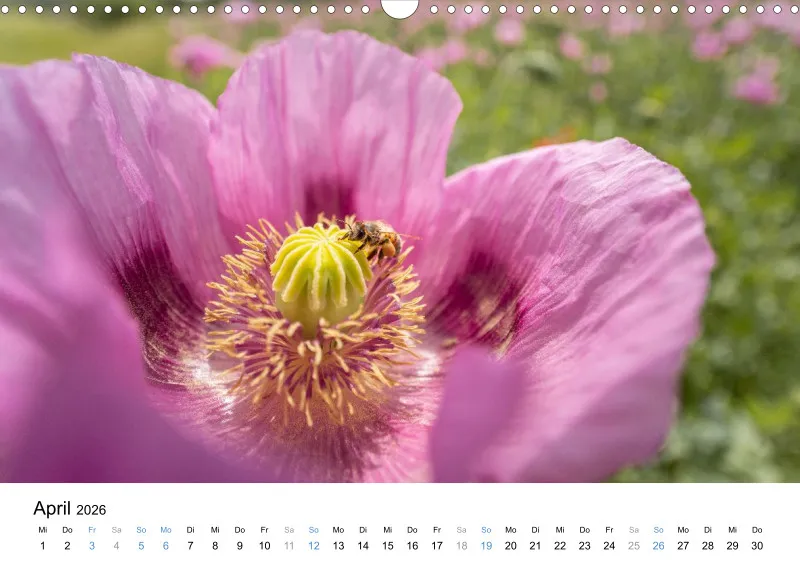 Kalender Kollektion '25