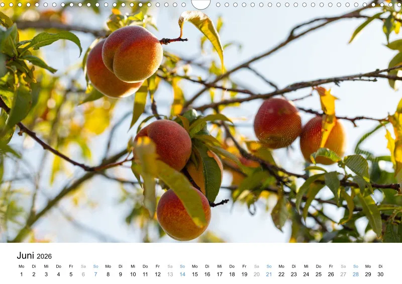 Kalender Kollektion '25