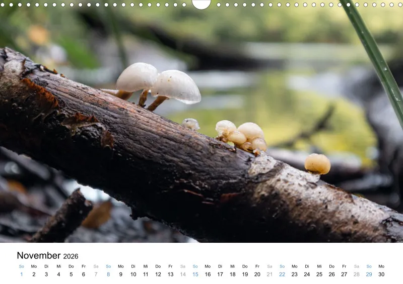 Kalender Kollektion '25