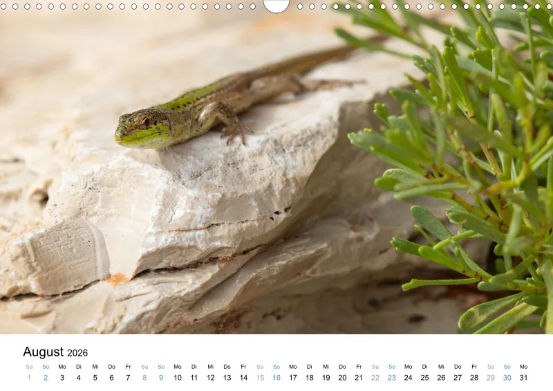 Kalender Kollektion '24