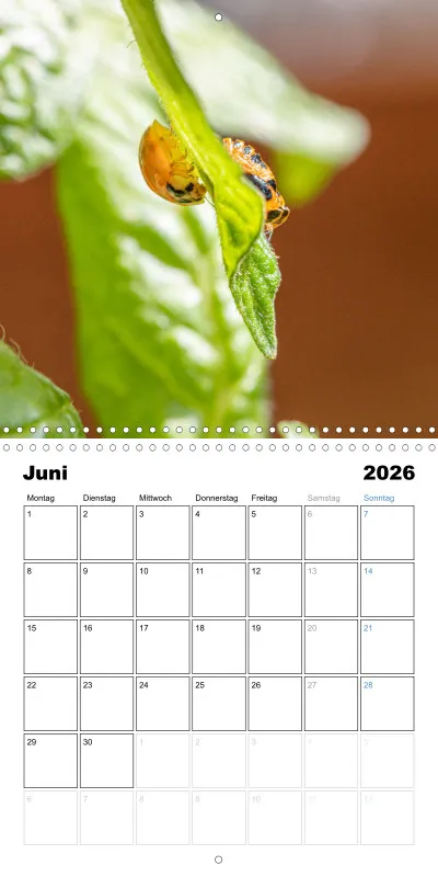 Klappkalender Kollektion '23