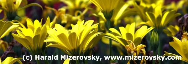 fotografie.mizerovsky