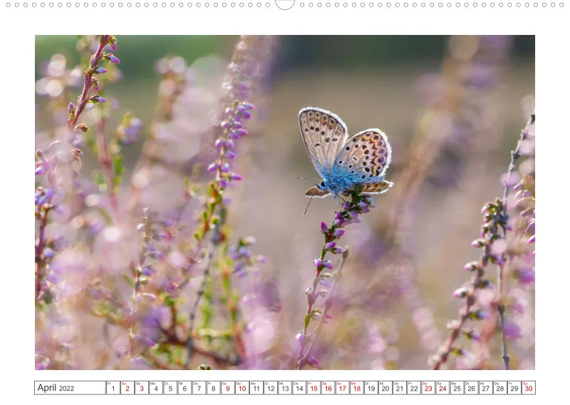 Natur im Licht - Romantische Heideblüte