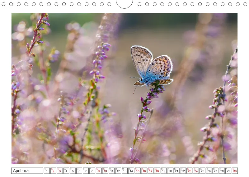 Natur im Licht - Romantische Heideblüte