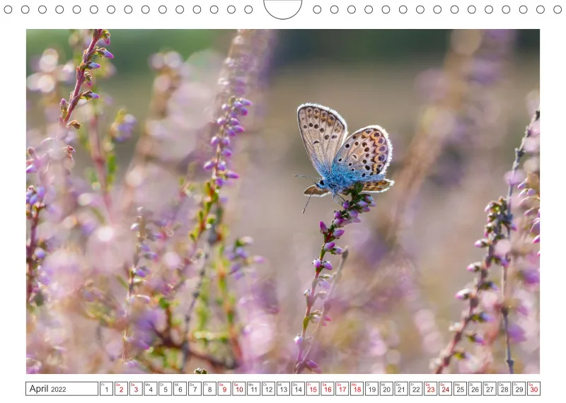 Natur im Licht - Romantische Heideblüte