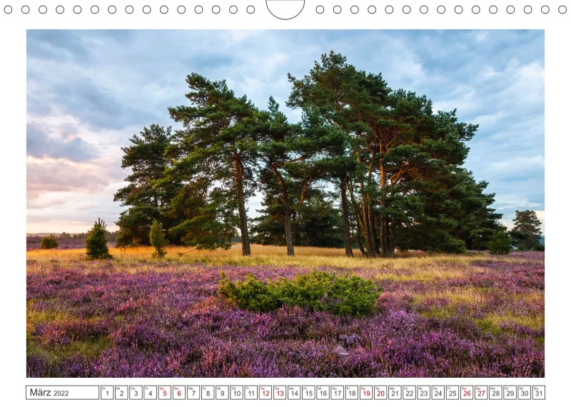 Natur im Licht - Romantische Heideblüte
