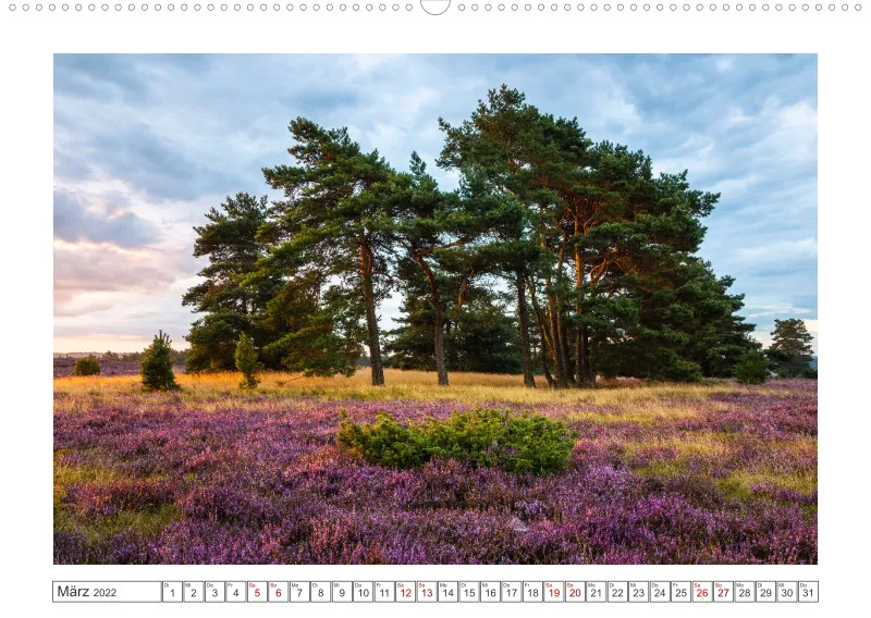 Natur im Licht - Romantische Heideblüte