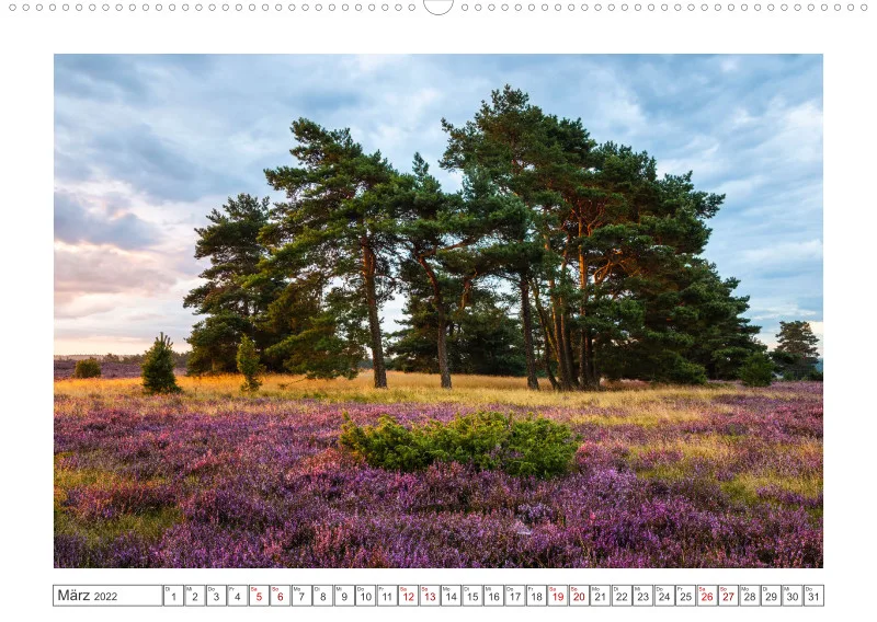 Natur im Licht - Romantische Heideblüte