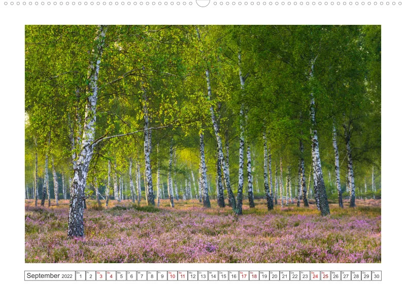 Natur im Licht - Romantische Heideblüte