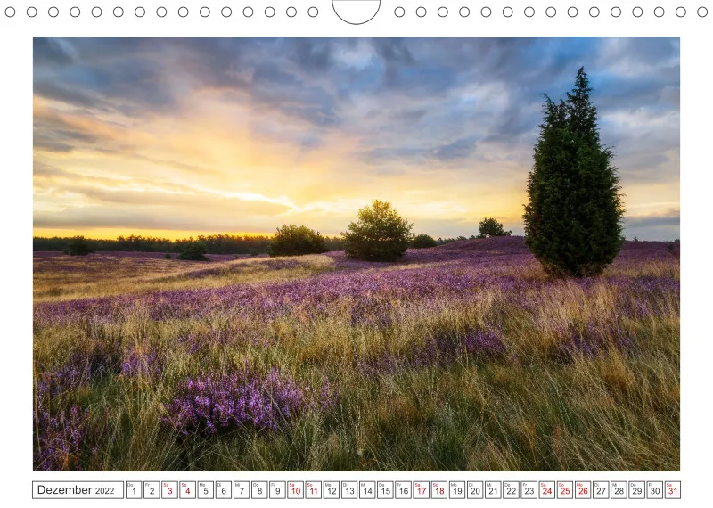 Natur im Licht - Romantische Heideblüte