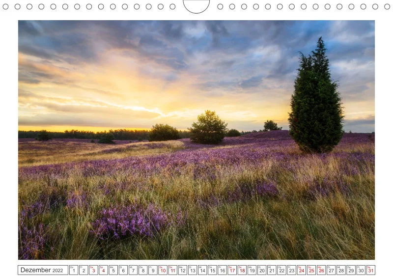 Natur im Licht - Romantische Heideblüte