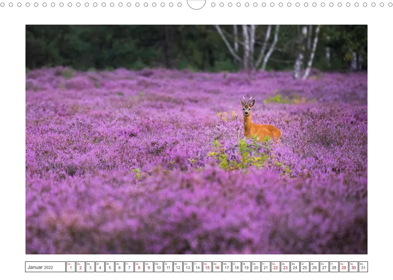 Natur im Licht - Romantische Heideblüte