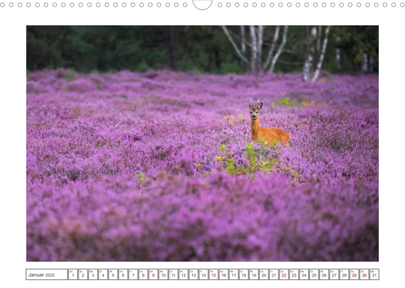 Natur im Licht - Romantische Heideblüte