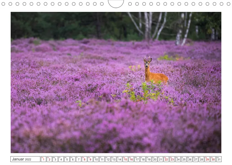 Natur im Licht - Romantische Heideblüte
