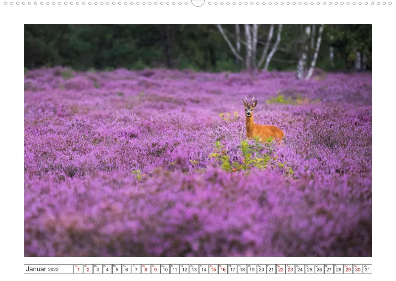 Natur im Licht - Romantische Heideblüte