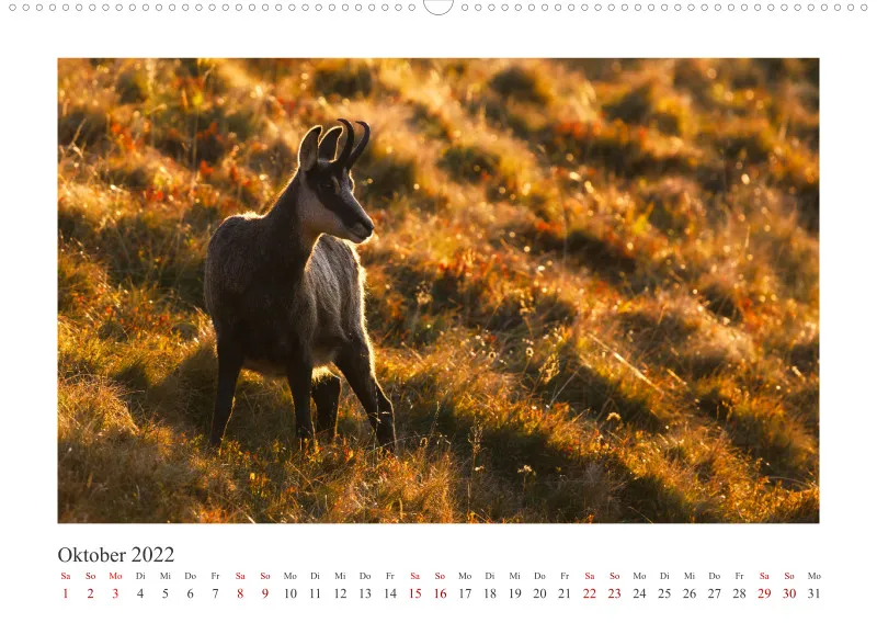 Natur im Licht - Tierische Begegnungen