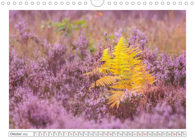 Natur im Licht - Romantische Heideblüte