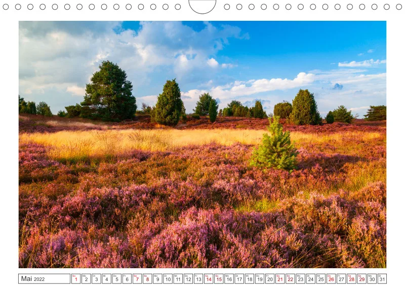 Natur im Licht - Romantische Heideblüte
