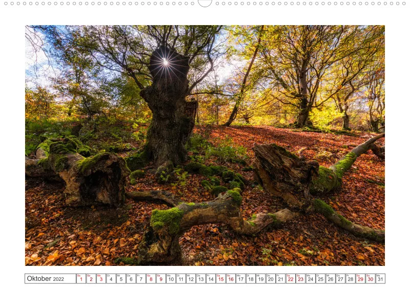 Natur im Licht - Sonnige Augenblicke