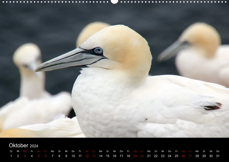 Helgoland