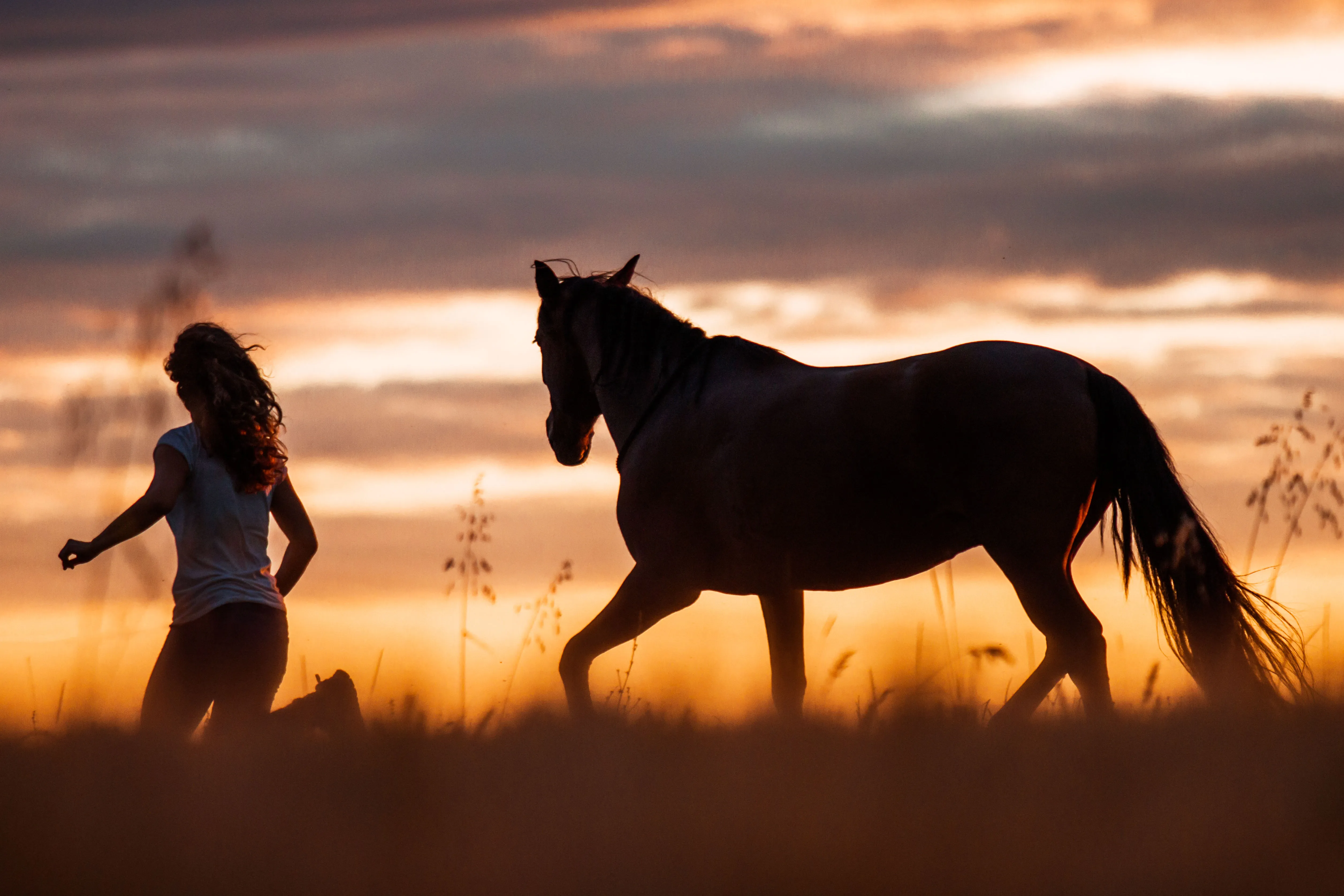 nativehorses