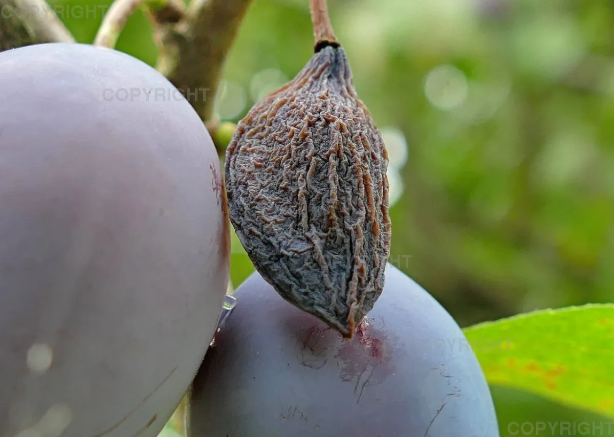 Bildkalender Naturfotografie / Nr. 38