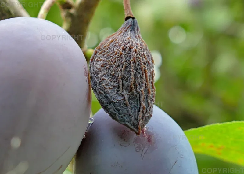 Bildkalender Naturfotografie / Nr. 38
