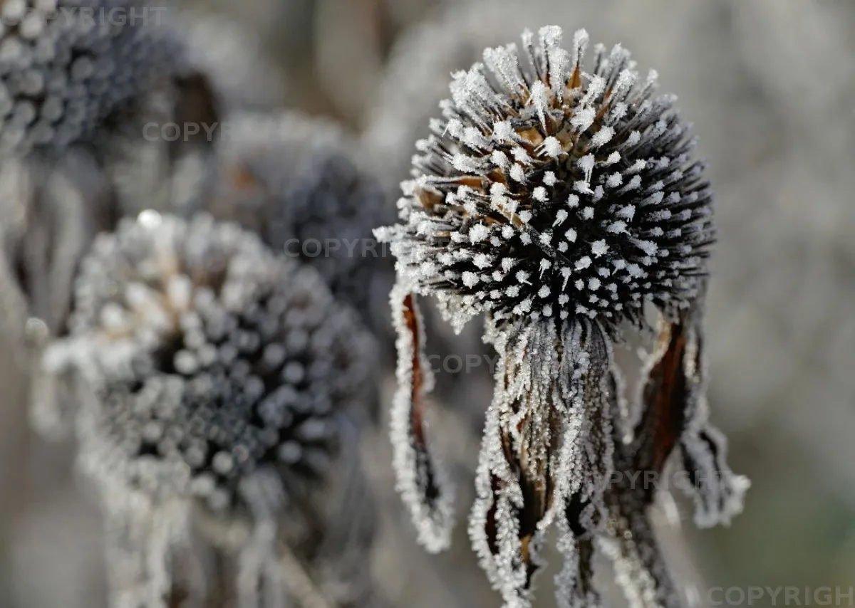 Bildkalender Naturfotografie / Nr. 27