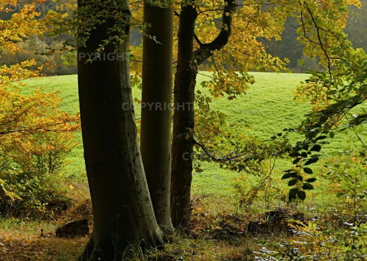Bildkalender Naturfotografie / Nr. 27