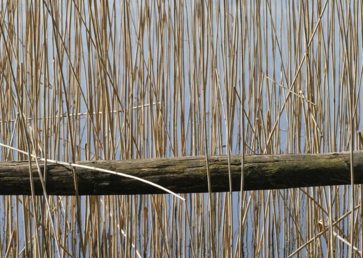 Bildkalender Naturfotografie / Nr. 38