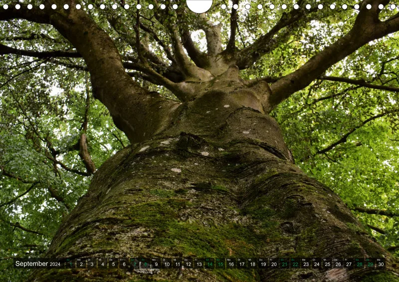 Fotokalender / Bäume
